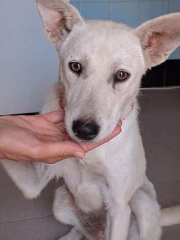 Neve egrave una meravigliosa Cagnolina