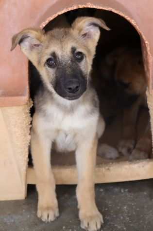 Nilla, a chiazze nere bianche e marroni (nata intorno a dic. lsquo22)