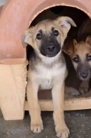 Nilla, a chiazze nere bianche e marroni (nata intorno a dic. lsquo22)