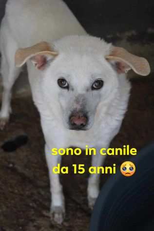 NONNO SAM 15 ANNI 15 KG TAGLIA MEDIA CONTENUTA