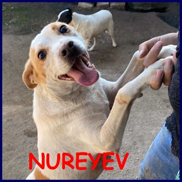 NUREYEV tenerissimo cagnolino 4 anni sogna una famiglia che lo adotti