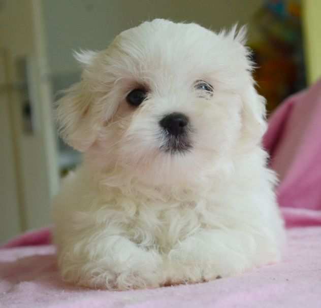 OFFER - We are looking for family puppies of 3 months and a few days old MALTESE