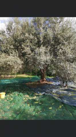 Olio di oliva EVO