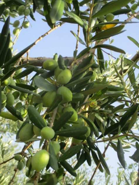 olive bio da olio