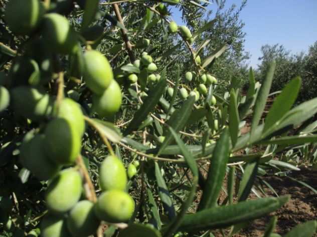 olive bio da olio