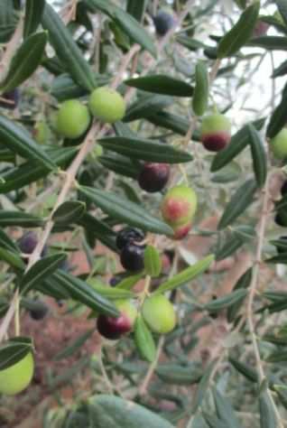 olive da molire
