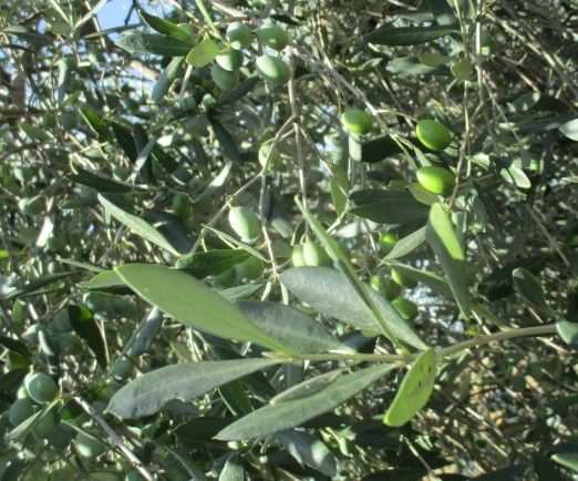 olive da molire