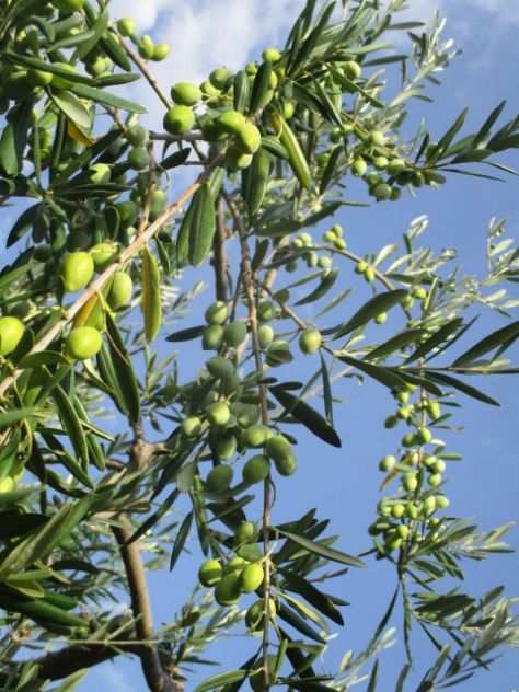 olive da molire per produzione olio