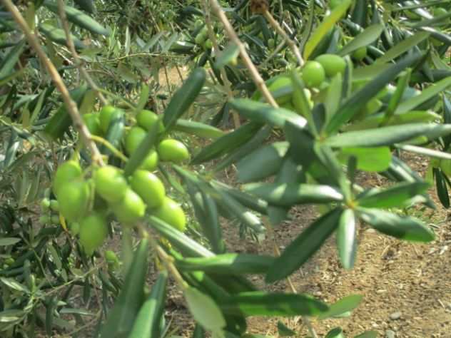 olive da molire per produzione olio