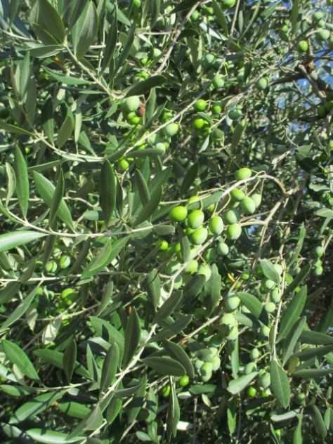 olive da olio