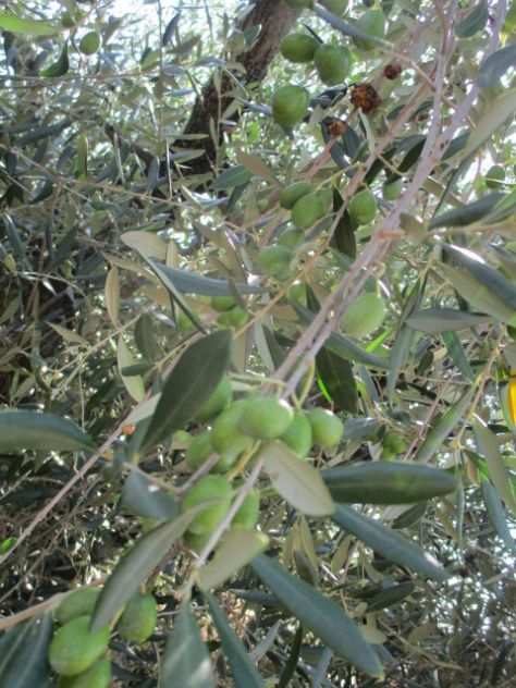 olive da olio