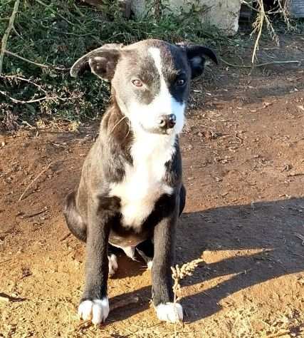 Oliver dolcissimo cagnolino cerca la sua famiglia per sempre