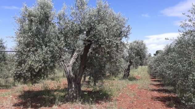 oliveto di circa 3 ettari con progetto a costruire