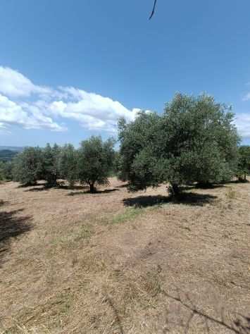Olivi secolari nelle colline Toscane