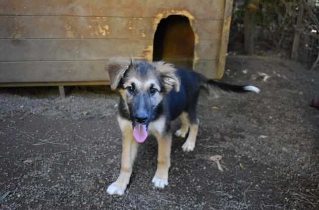 Omard, buono e socievole - cucciolo pastore tedesco taglia media - IN ADOZIONE