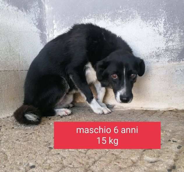 ONIX MASCHIO 6 ANNI 15 KG