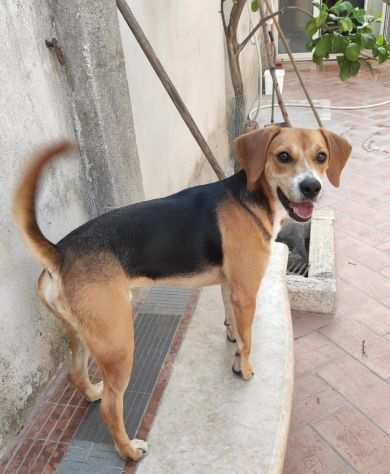 Oscar cucciolone mix Beagle socievole e affettuoso
