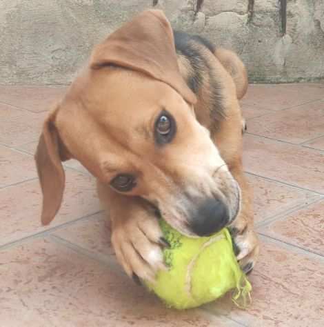 Oscar cucciolone mix Beagle socievole e affettuoso