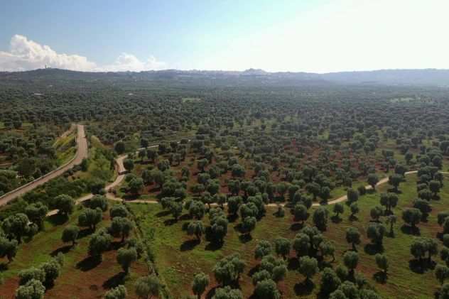 Ostuni, la nostra azienda agricola