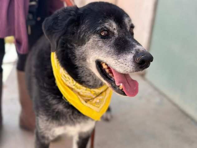 Otello 12 anni di etagrave vive ancora in canile