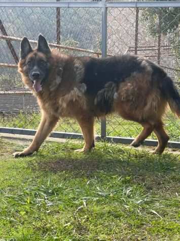 OTELLO 8anni forte,determinato Adoz. consapevole Cosenza