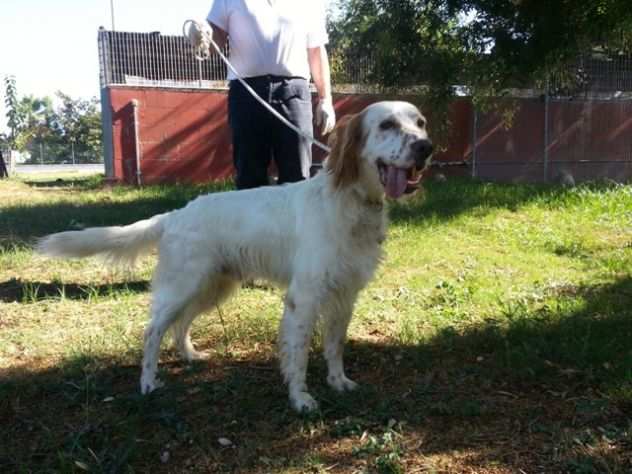 OTTAVIO, bellissimo setter inglese