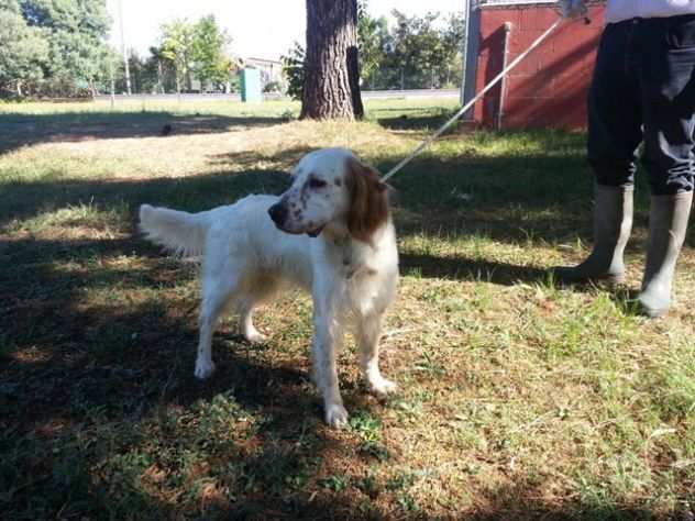 OTTAVIO, bellissimo setter inglese