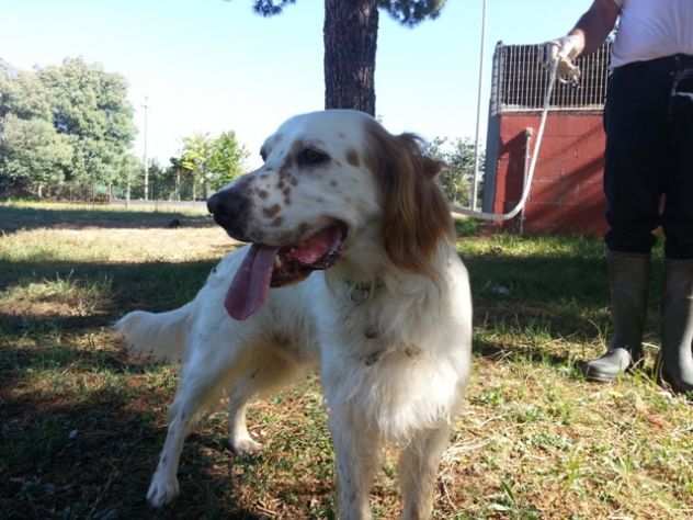 OTTAVIO, bellissimo setter inglese