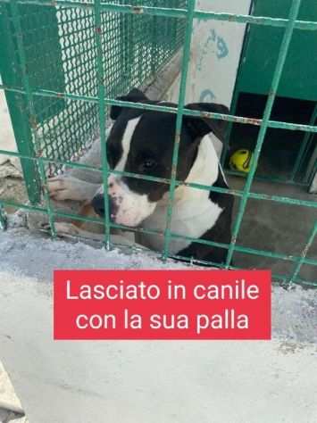 PACO 4-5anni lasciato in canile con la sua palla...Adoz. consapevole SUD