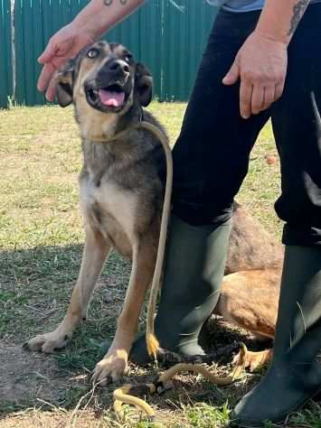 PALOMA, TROVATA SCHELETRICA. ADOZIONE DEL CUORE, URGENTE