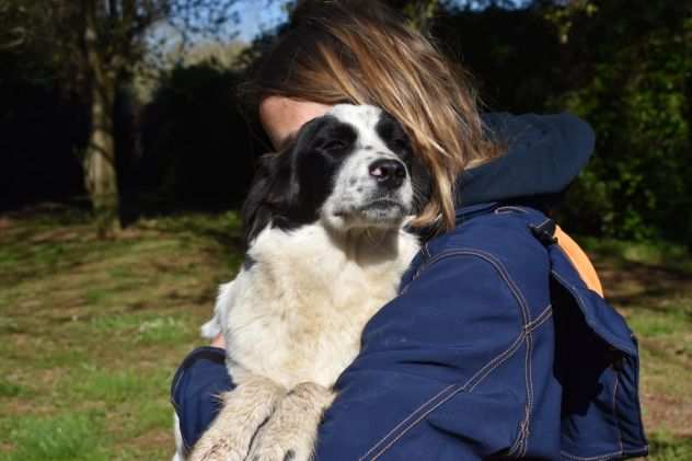 PAMINA METICCETTA TAGLIA MEDIA IN ADOZIONE