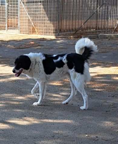 Panda rinchiuso in canile attende da troppo tempo la sua famiglia