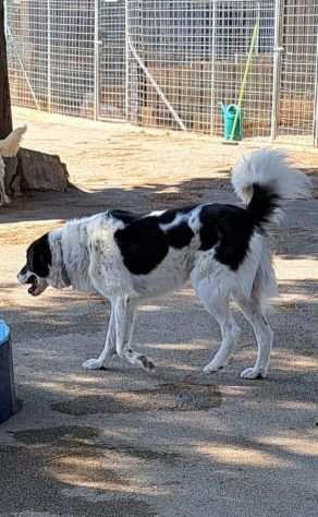 Panda rinchiuso in canile attende da troppo tempo la sua famiglia