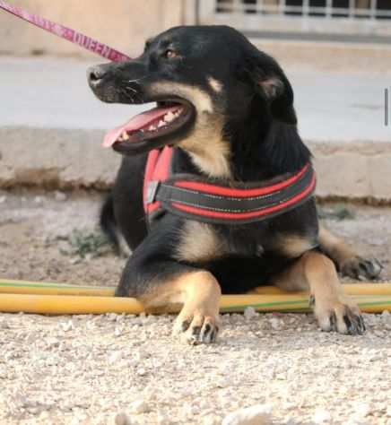 Pandora hellip.una cucciola cresciuta in canile