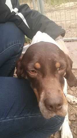 PAOLINA, stupenda pointer da scoprire