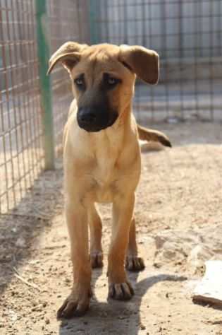 Paperino 3anni nato in 1terra di abbandoni PUGLIA SOS