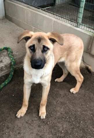 Paperino cane curiosone con mantello fulvo, un porsquo schivo