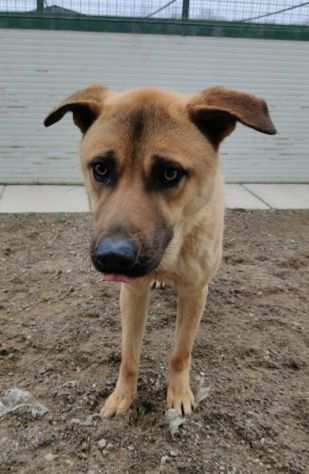 Paperino cane curiosone con mantello fulvo, un porsquo schivo