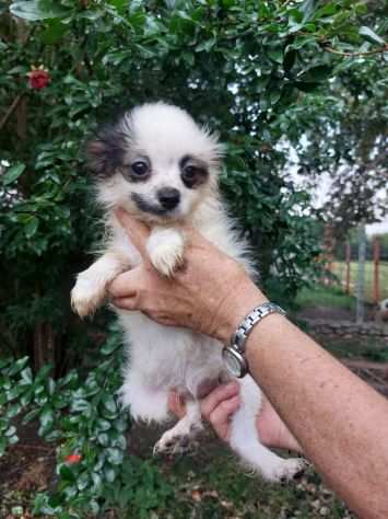 PAPILLON CUCCIOLI