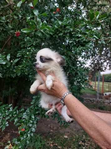 PAPILLON CUCCIOLI