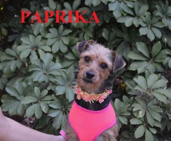 Paprika cagnolina piccola taglia in adozione