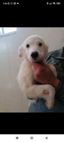 Paride bellissimo cucciolo simil golden retriever