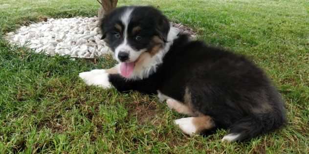 Pastore Australiano Australian Shepherd (maschietto)