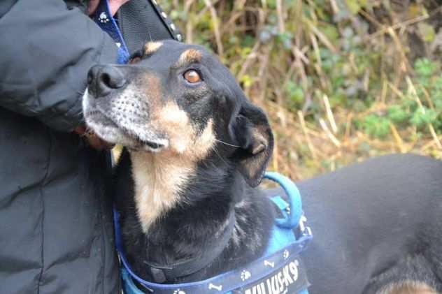 PATRICK, cagnolino coccolosissimo dalla vita incredibile