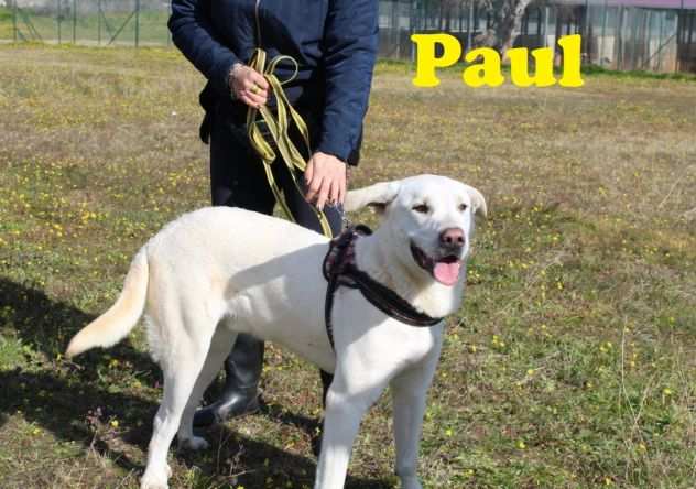 Paul il cane che sta soffrendo troppo in canile