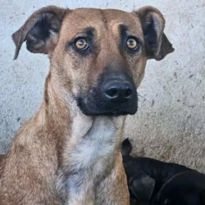 PAZZY cagnolina in adozione , taglia medio contenuta