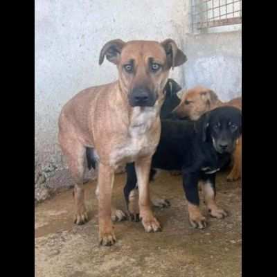 PAZZY cagnolina in adozione , taglia medio contenuta