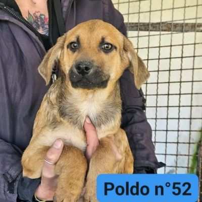 PAZZY cagnolina in adozione , taglia medio contenuta