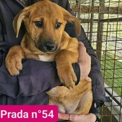 PAZZY cagnolina in adozione , taglia medio contenuta