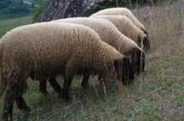 Pecore ed agnelle gravide suffolk